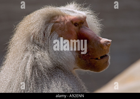 Hamadryas Pavian (Papio Hamadryas) Stockfoto