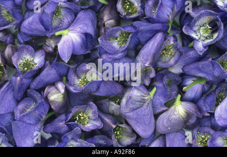 Arzneipflanze Aconitum Napellus Eisenhut Eisenhut vergiften können Stockfoto