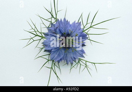 Blüte von Nigella Sativa Schwarzkümmelöl Schwarzkümmel Liebe im Nebel Gewürz Samen Heilpflanze Stockfoto