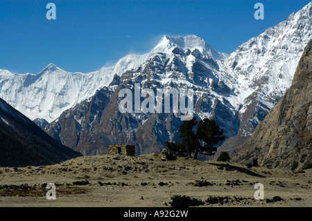 Wände und Wacholder vor dem Berg Bergmassiven des Pisang Peak und Annapurna II Kyang Nar-Phu Annapurna Region Nepal Stockfoto