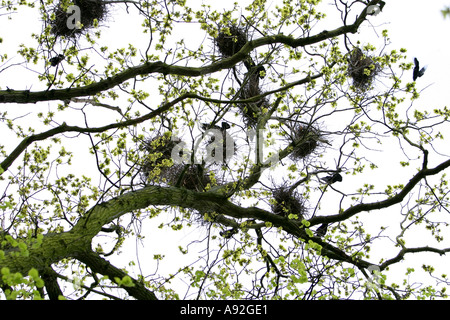 Rookery Stockfoto