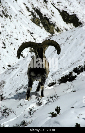 Himalaya-blaue Schafe Bharal Pseudois Nayaur im Schnee mit großen Hörnern in der Nähe von Thorung Phedi Annapurna Region Nepal Stockfoto