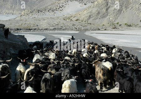 Herde von Ziegen zu bewegen, in das Tal des Kali Gandaki Fluss in der Nähe von Jomsom Mustang Annapurna Region Nepal Stockfoto