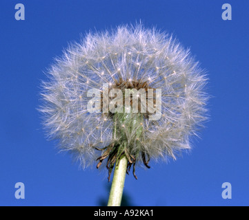 Löwenzahn Uhr gegen blauen Himmel Stockfoto