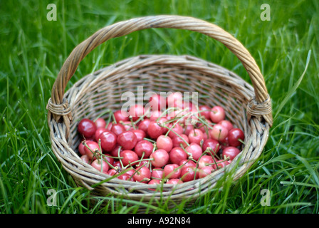 Korb mit frisch gepflückten Kirschen auf dem Boden einer Obstplantage Stockfoto