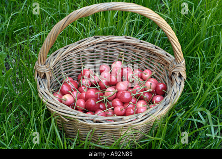 Korb mit frisch gepflückten Kirschen auf dem Boden einer Obstplantage Stockfoto