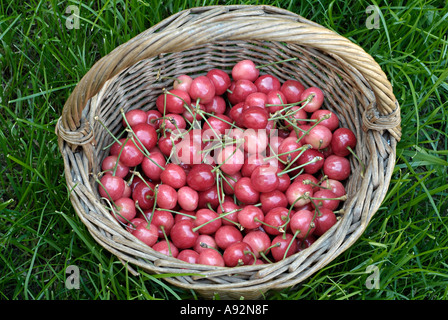 Hand-Korb mit frisch gepflückten Kirschen auf dem Rasen bedeckten Boden einer Obstplantage Stockfoto