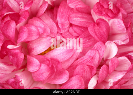 Rosa Blütenblätter von Bellis Perennis, Close Up Stockfoto