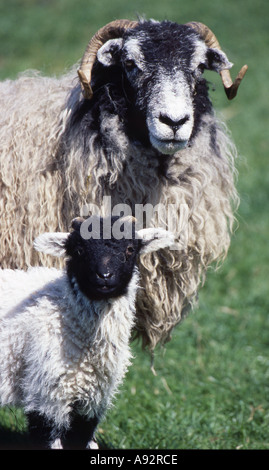 Herdwick Ewe & Lamm Stockfoto