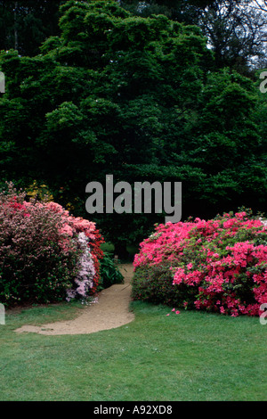 Weg durch Azalea Sträucher im späten April Isabella Plantation Richmond Park Nr London uk England Großbritannien Europa Eu Stockfoto