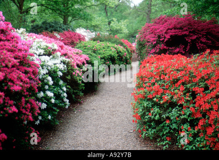 Weg durch Azalea Sträucher im späten April Isabella Plantation Richmond Park Nr London uk England Großbritannien Europa Eu Stockfoto