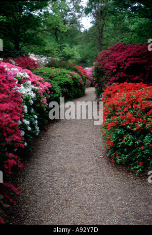 Weg durch Azalea Sträucher im späten April Isabella Plantation Richmond Park Nr London uk England Großbritannien Europa Eu Stockfoto