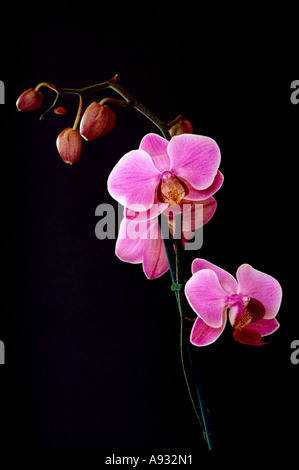 Zweig der rosa Phalaenopsis-Orchideen auf schwarzem Hintergrund Stockfoto
