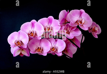 Zweig der rosa Phalaenopsis-Orchideen auf schwarzem Hintergrund Stockfoto