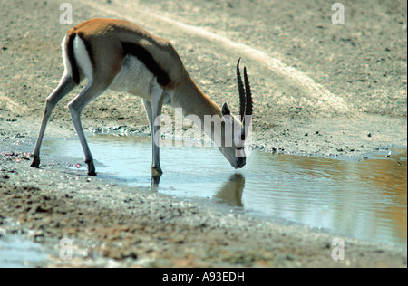 Thomson s Gazelle trinken Serengeti Nationalpark, Tansania Stockfoto