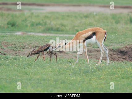 Weibliche Thompson s Gazelle mit Neugeborenen Ngorongoro Krater Tansania Stockfoto