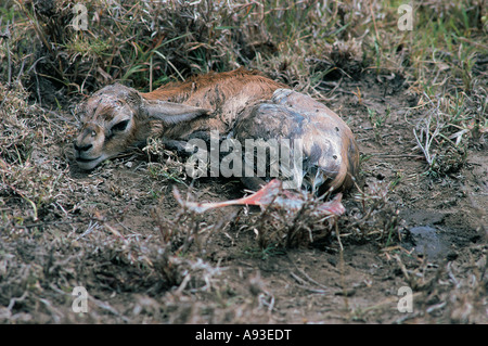 Neu geboren Thomson s beige Gazelle Serengeti Nationalpark, Tansania Stockfoto