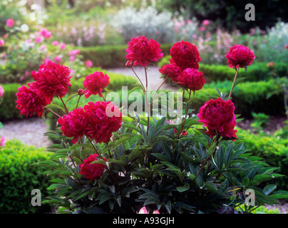 Rote Peony Blumen in voller Blüte in einem englischen formellen attraktiv gestaltete Box parterre Country Garden Stockfoto