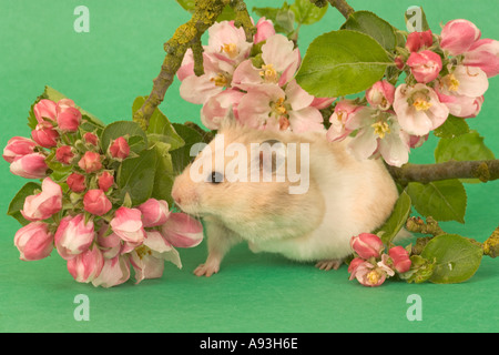 Haustierhamster Fütterung mit Apfelblüte Stockfoto