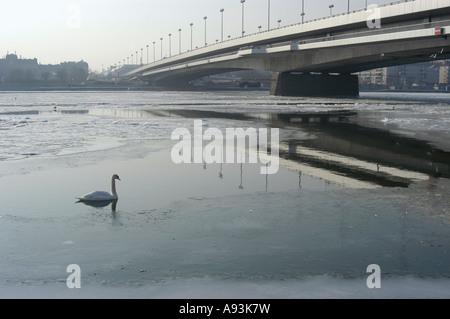 Schwan auf der Donau mit der Reichsbrücke zugefroren Stockfoto