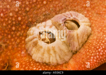 Seapox Meer Pocken BARNACLE Krustentier Balanidae sitzt auf einem roten Krabben s Rüstung Stockfoto