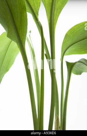 Allium Ursinum Bärlauch wilder Knoblauch RAMSEN BÄRLAUCH Bär s Knoblauch trägt die Pflanze in einem Topf-Ausschnitt-Bild Stockfoto