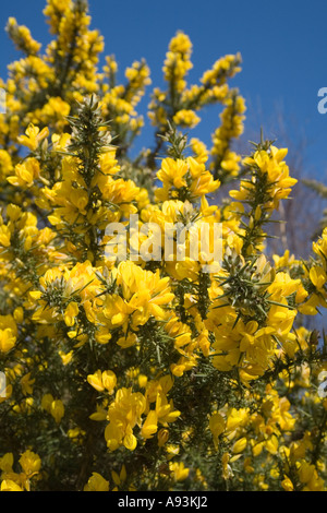 Ginster Ulex Europaeus in Blüte Fabaceae Familie Forest of Dean Gloucestershire England UK Stockfoto