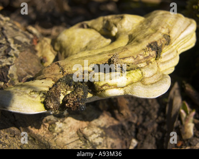 Braun krümelig verrotten Zündstoff Pinicola Fomitopsis Pinicola Basidiomycotina-Aphyllophorales-Polyporaceae-ZUNDER Honig Champignons Xylo Stockfoto