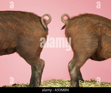 Hinteren Enden der zwei braune Schweine auf Heu vor rosa Hintergrund, Seitenansicht Stockfoto