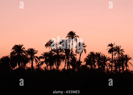Sonnenuntergang über Palmen an den Ufern des Nil, Ägypten Stockfoto