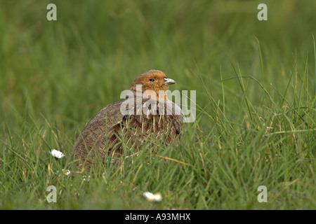 Grey Partridge-Perdix Perdix Männchen in Grass Field, Hunstanton, North Norfolk, England Stockfoto