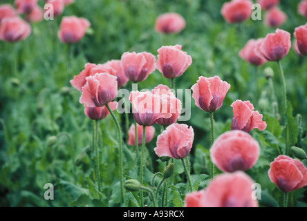 Rosa Mohnfeld im Waldviertel Stockfoto