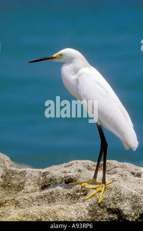Snowy Egret Egretta thula standing at water s edge Florida USA Stockfoto