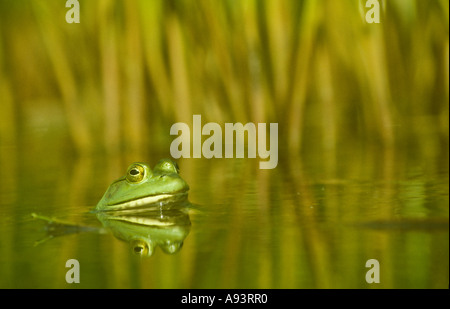 Ochsenfrosch Rana Catesbeiana in Wasser Acadia Nationalpark New England USA Stockfoto