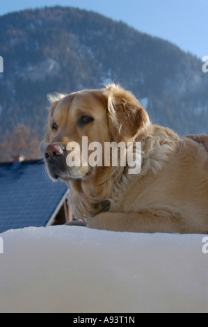 Golden Retriever liegt im Schnee Stockfoto