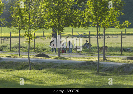 Lainzer Tiergarten - Tiere füttern Stockfoto