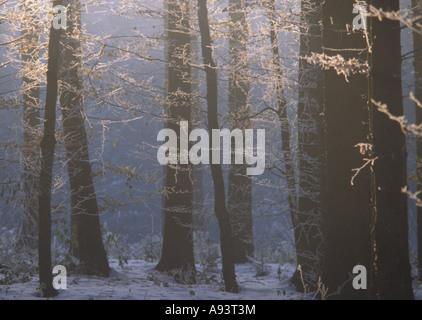 Wald im winter Stockfoto