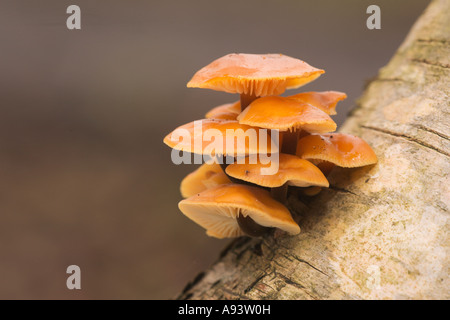 Samt Schaft Pilz Flammulina Velutipes auf Birke Skipwith gemeinsame North Yorkshire Februar Stockfoto