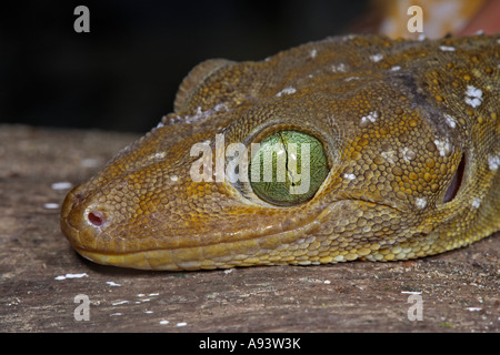 Grüne Augen Wald Gecko Gekko Smithi Sukau Fluss Sabah Borneo Stockfoto