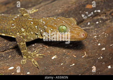 Grüne Augen Wald Gecko Gekko Smithi Sukau Fluss Sabah Borneo Stockfoto