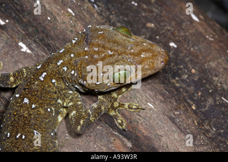 Grüne Augen Wald Gecko Gekko Smithi Sukau Fluss Sabah Borneo Stockfoto