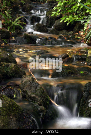 Ein Stream läuft hinunter die Hügel von der Isle Of Wight. Stockfoto
