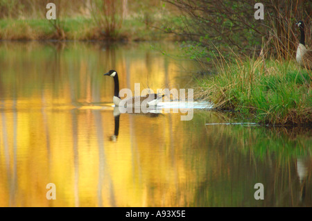 Gänse auf dem Teich Stockfoto