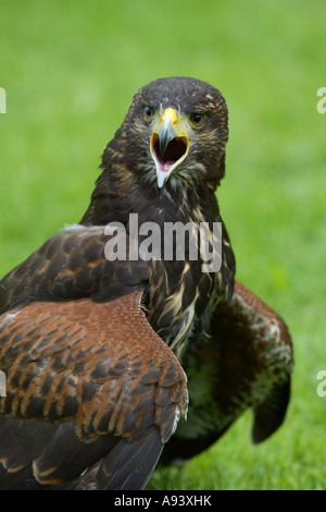 Mäusebussard - Buteo buteo Stockfoto