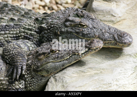 Nil-Krokodil - Crocodylus niloticus Stockfoto