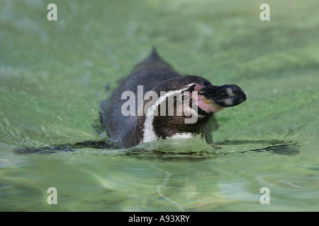 Humboldt-Pinguin - Spheniscus humboldti Stockfoto