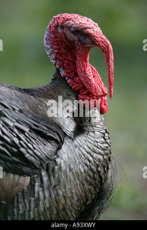 Wilder Truthahn Porträt - Meleagris gallopavo Stockfoto