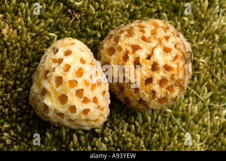 Pilz (Cyttaria Darwinii), Pan de Indio, Nationalpark Perito Moreno, südlichen Anden Patagoniens, Santa Cruz, Argentinien Stockfoto