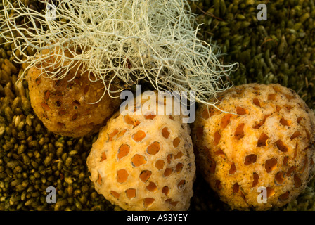 Pilz (Cyttaria Darwinii), Pan de Indio, Nationalpark Perito Moreno, südlichen Anden Patagoniens, Santa Cruz, Argentinien Stockfoto