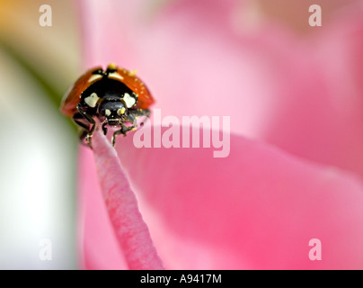 Marienkäfer in einer Gartenanlage Stockfoto